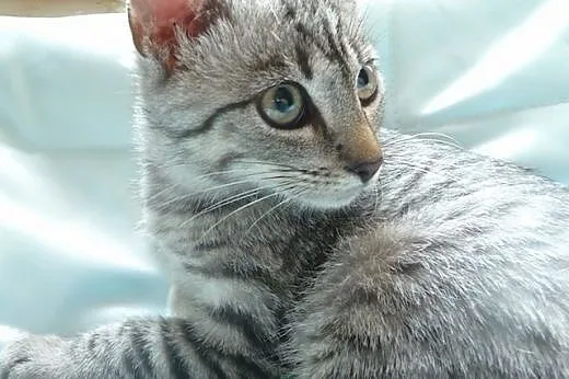 Adoptuj srebrnego Whiskasa,  śląskie Katowice
