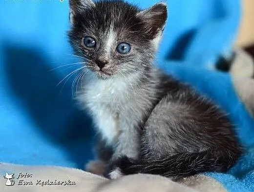 Znalezione na smietniku,5 tyg,adopcja!!, świętokr