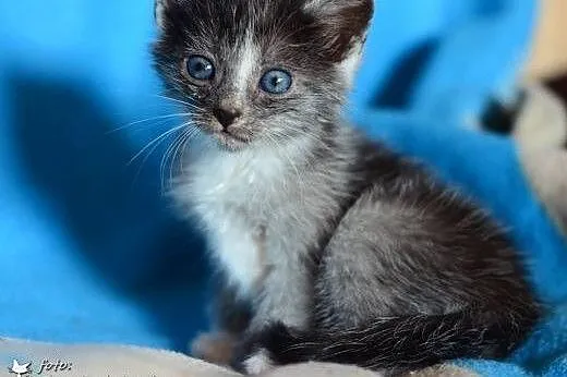 Znalezione na smietniku,5 tyg,adopcja!!,  świętokr