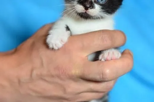 Znalezione na smietniku,5 tyg,adopcja!!,  świętokr