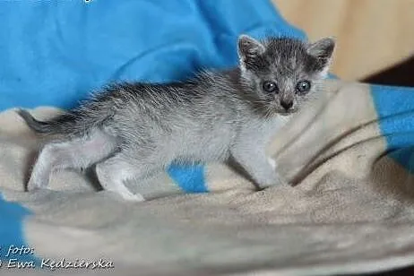 Znalezione na smietniku,5 tyg,adopcja!!,  świętokr