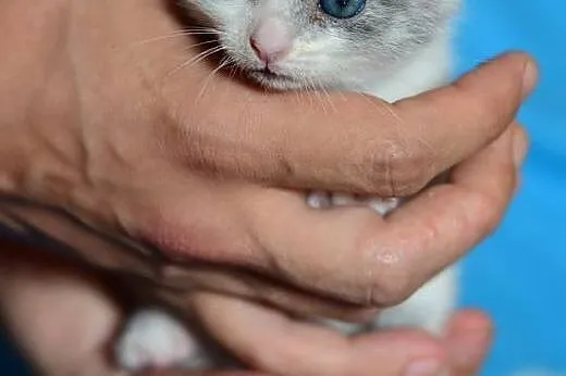 Znalezione na smietniku,5 tyg,adopcja!!,  świętokr