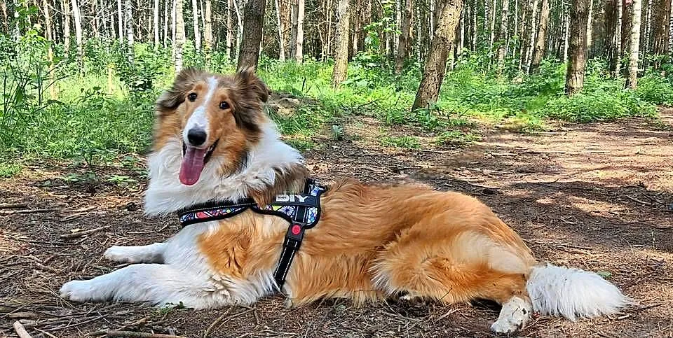 Suczka Owczarek szkocki Collie długowłosy, Łódzkie, Bełchatów