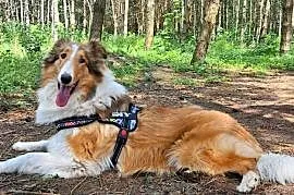 Suczka Owczarek szkocki Collie długowłosy