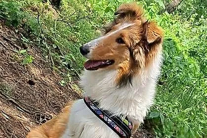 Suczka Owczarek szkocki Collie długowłosy, Łódzkie, Bełchatów