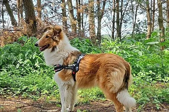 Suczka Owczarek szkocki Collie długowłosy, Łódzkie, Bełchatów