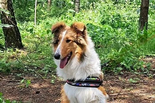 Suczka Owczarek szkocki Collie długowłosy, Łódzkie, Bełchatów