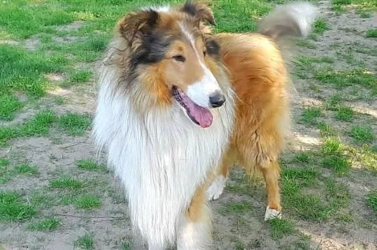 Suczka Owczarek szkocki Collie długowłosy, Łódzkie, Bełchatów