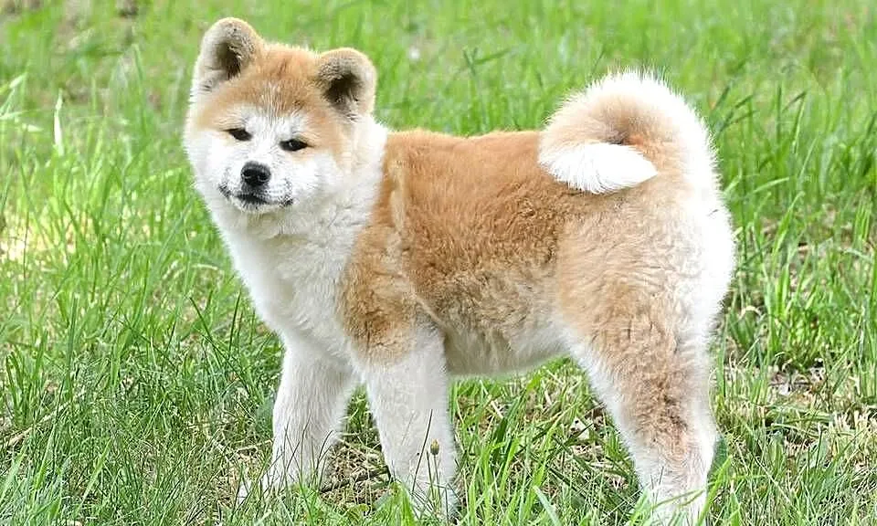 Akita inu-akita japońska czerwona suczka ZKwP (FCI) gotowa do odbioru, Dolnośląskie, Wołów