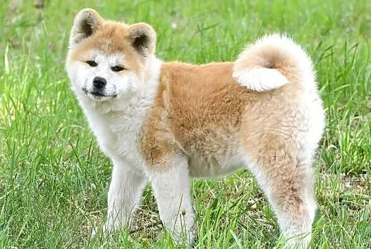 Akita inu-akita japońska czerwona suczka ZKwP (FCI) gotowa do odbioru, Dolnośląskie, Wołów