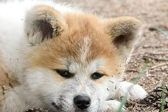 Akita inu-akita japońska czerwona suczka ZKwP (FCI) gotowa do odbioru, Dolnośląskie, Wołów