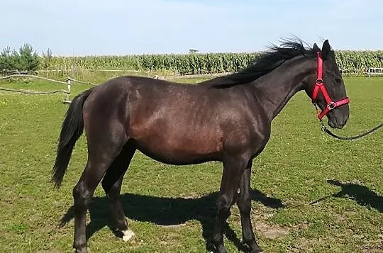Ogierek 1,5 roku, Podkarpackie, Przemyśl