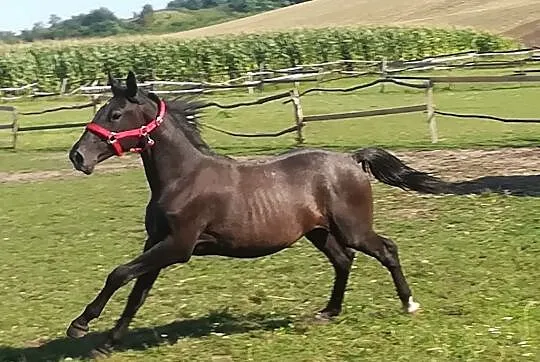 Ogierek 1,5 roku, Podkarpackie, Przemyśl