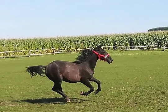 Ogierek 1,5 roku, Podkarpackie, Przemyśl