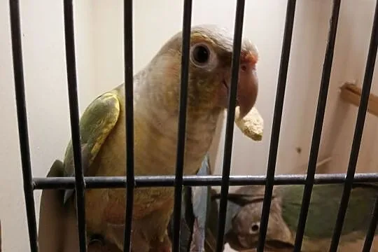 Rudosterki Opalin Turkus Pinia, Przemyśl, Podkarpackie, Przemyśl