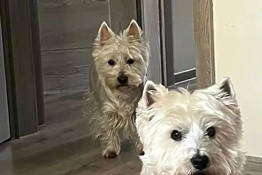 West Highland White Terrier