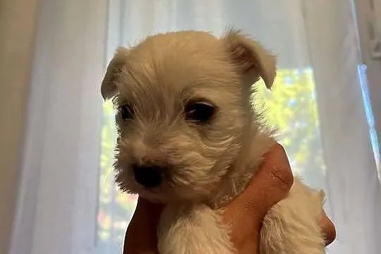 West Highland White Terrier, Pomorskie, Ustka
