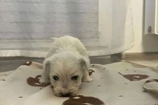 West Highland White Terrier, Pomorskie, Ustka