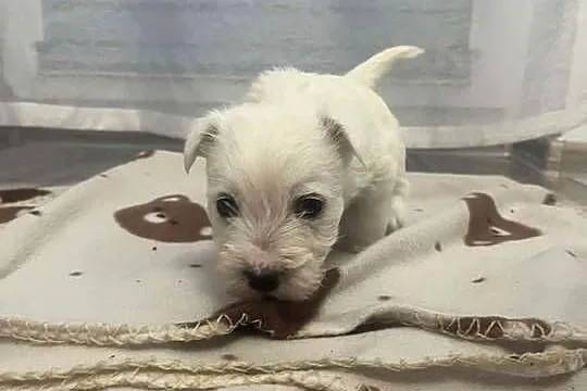 West Highland White Terrier, Pomorskie, Ustka