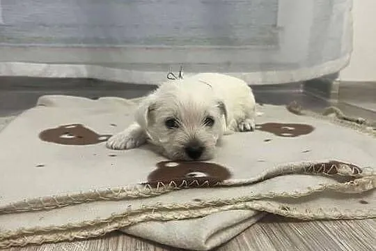 West Highland White Terrier, Pomorskie, Ustka