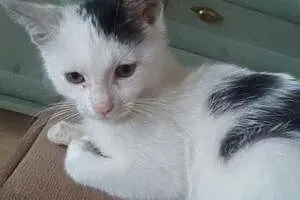 Mała - 12 tygodniowa biała koteczka