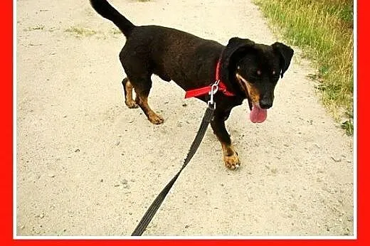 Jamnik mix z domu tymczasowego,przyjazny,wesoły pi