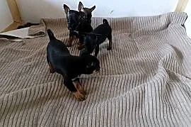 Pinczerki