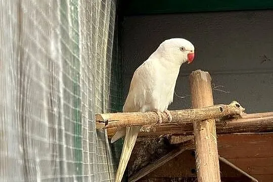 Papugi Aleksandretty obrożne ring neck zielony biały żółty stalowy, Dolnośląskie, Księginice Małe