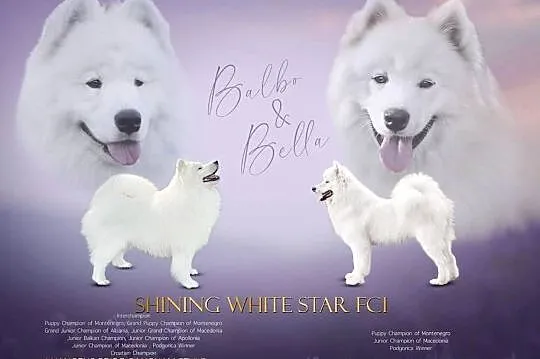 Szczenię samoyed FCI dostepne do rezerwacji SHINING WHITE STAR