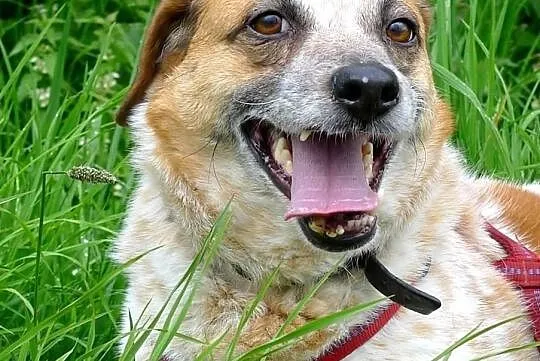 Bianka szuka domu, Świętokrzyskie, Busko-Zdrój