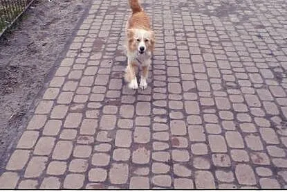 BINGO kudłate cudo do ADOPCJI!,  łódzkie Łódź