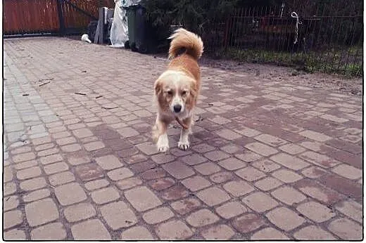 BINGO kudłate cudo do ADOPCJI!,  łódzkie Łódź