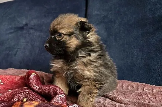 Szpic pomeranian, Małopolskie, Tarnów