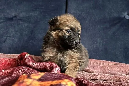 Szpic pomeranian, Małopolskie, Tarnów