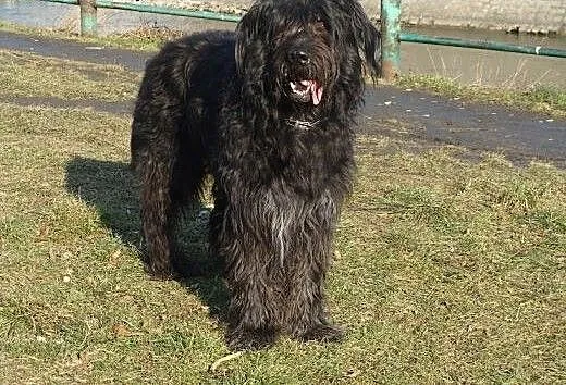 Borys w typie briarda, lubuskie Zielona Góra