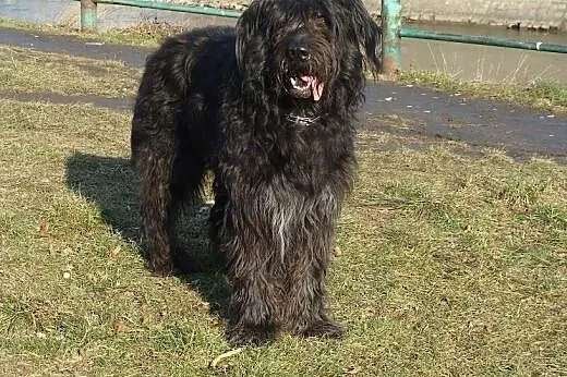 Borys w typie briarda,  lubuskie Zielona Góra