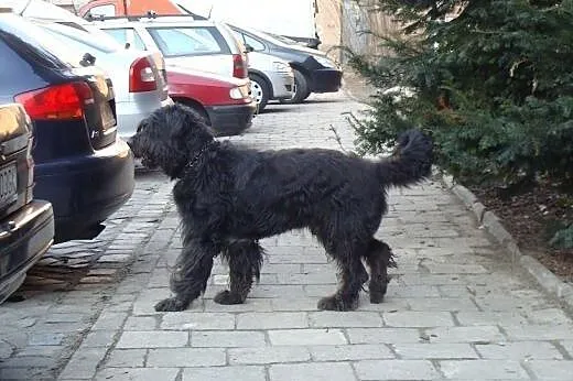 Borys w typie briarda,  lubuskie Zielona Góra