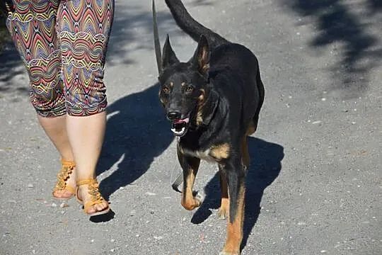 Młody, kochający ludzi Bary szuka dobrego domu!