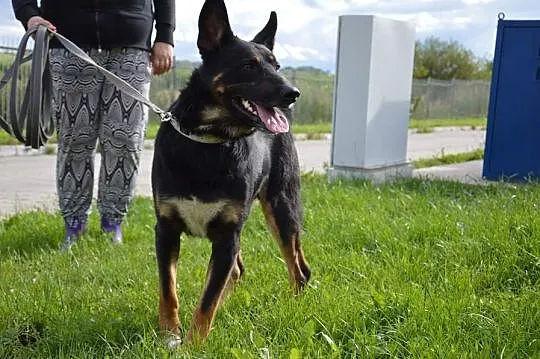 Młody, kochający ludzi Bary szuka dobrego domu!