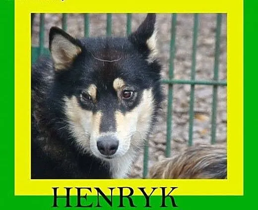 Husky,2lata,aktywny,kastrowany pies Henry, małopo