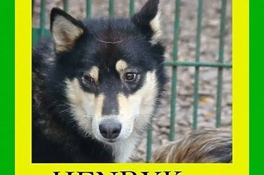 Husky,2lata,aktywny,kastrowany pies Henry, małopolskie Kraków