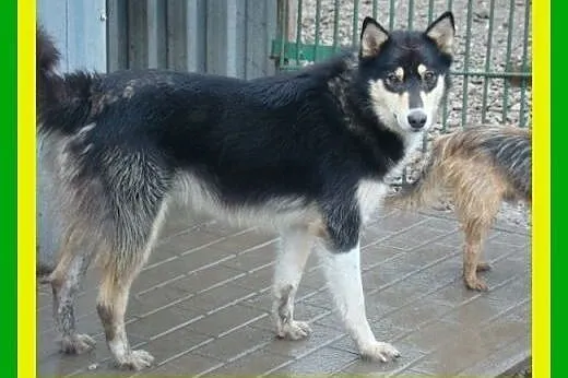 Husky,2lata,aktywny,kastrowany pies Henry,  małopo