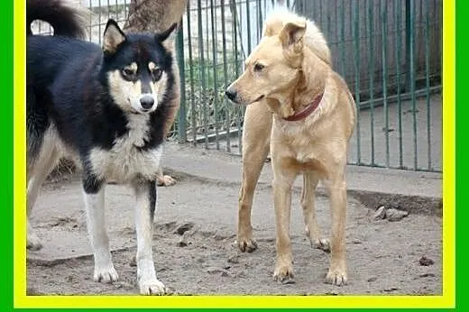 Husky,2lata,aktywny,kastrowany pies Henry,  małopo