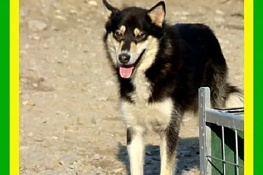 Husky,2lata,aktywny,kastrowany pies Henry,  małopo