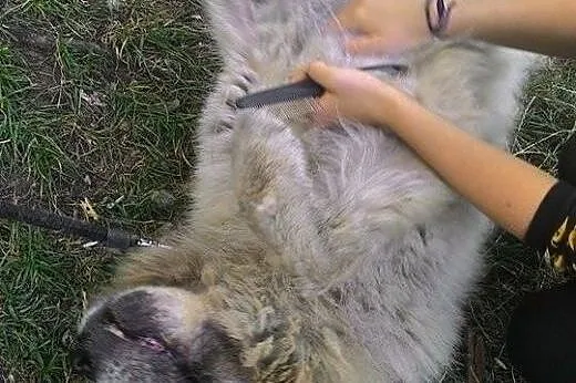 Piękny Ramzes czeka na odpowiedzialnego właściciel