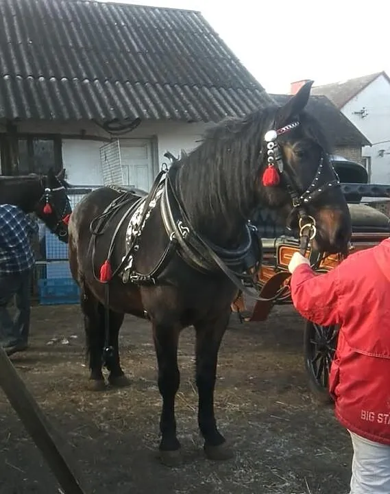 Sprzedam Klacz Okazia