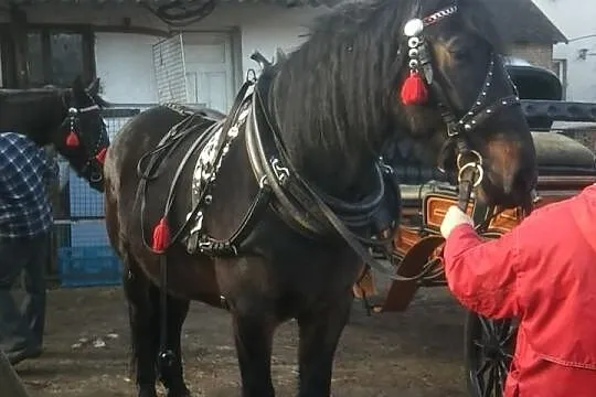 Sprzedam Klacz Okazia