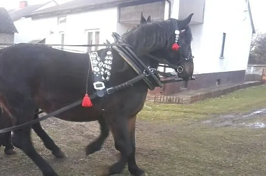 Sprzedam Klacz Okazia