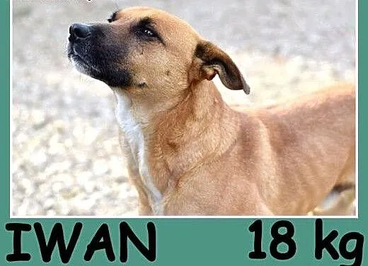 Młody 1 rok ,średni 18 kg ,energiczny,wesoły psi