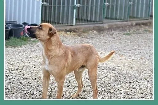   Młody 1 rok ,średni 18 kg ,energiczny,wesoły psi